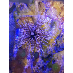 Echinothrix calamaris